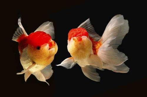 金鱼吃瓜黑料,揭秘网络黑料的真相与影响